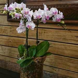 Orchid in Clear Glass Vase | Same-Day Delivery in Melbourne