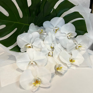 Premium Phalaenopsis Orchid｜Same-Day Delivery in Melbourne