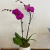 Small Pot orchid plant in Ceramic Pot | Same-Day Delivery Melbourne CBD