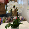Small Pot orchid plant in Ceramic Pot | Same-Day Delivery Melbourne CBD