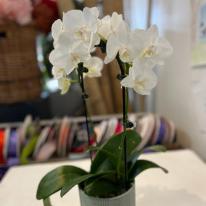 Small Pot orchid plant in Ceramic Pot | Same-Day Delivery Melbourne CBD