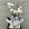 Very Large White Phalaenopsis Orchid | Same Day Delivery in Melbourne