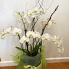 Very Large White Phalaenopsis Orchid | Same Day Delivery in Melbourne