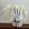 Very Large White Phalaenopsis Orchid | Same Day Delivery in Melbourne