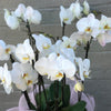 Very Large White Phalaenopsis Orchid | Same Day Delivery in Melbourne