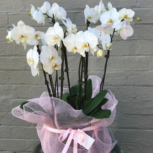 Very Large White Phalaenopsis Orchid | Same Day Delivery in Melbourne